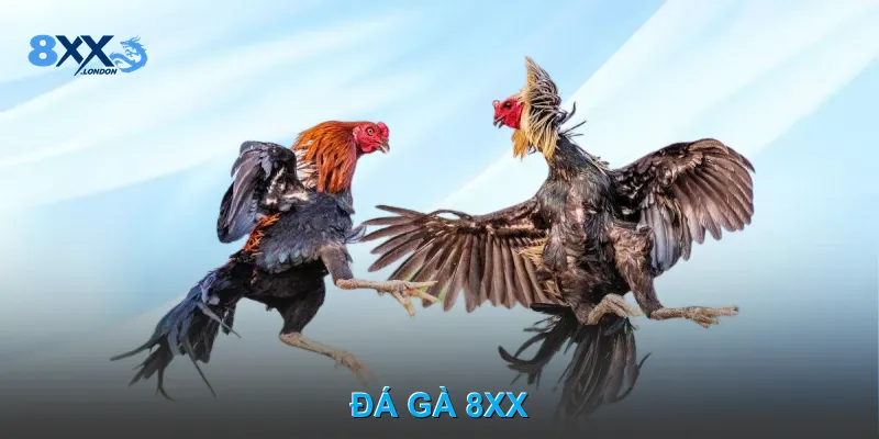 Đá Gà 8XX – Xem Trực Tiếp Trận Gà Nảy Lửa Mỗi Ngày