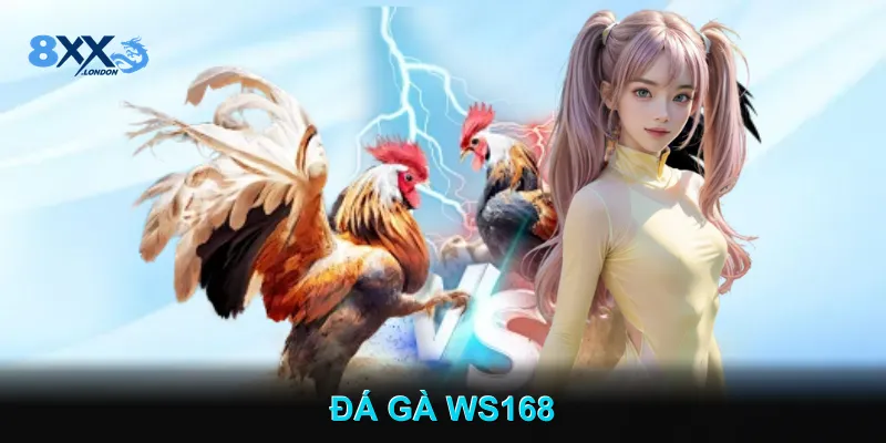 Đá Gà WS168 Cập Nhật Tỷ Lệ Minh Bạch Theo Thời Gian Thực